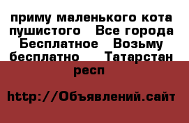 приму маленького кота пушистого - Все города Бесплатное » Возьму бесплатно   . Татарстан респ.